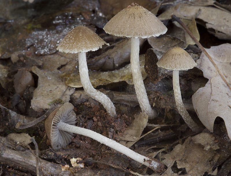 Psathyrella impexa